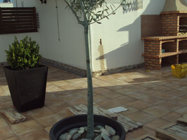 TERRAZA4 (51K)